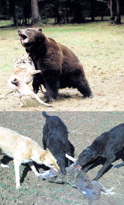 Bear Penning
